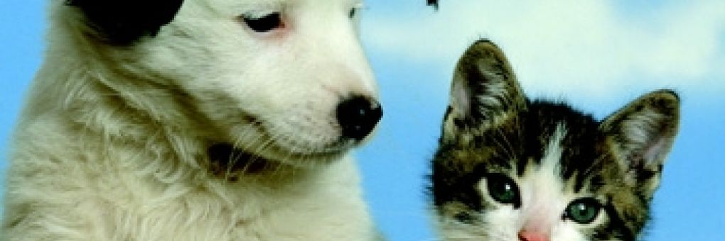 My Best Friends: Cats & Dogs - teszt