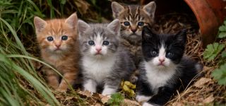 [Szolgálati] Szerverkimaradásunkban