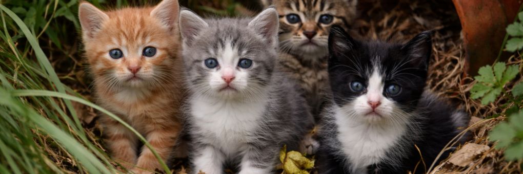 [Szolgálati] Szerverkimaradásunkban