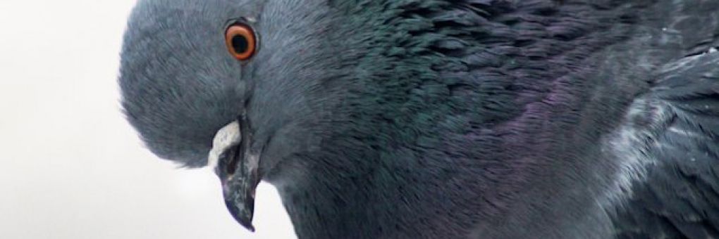 Pigeon Simulator: legény a dúcon!